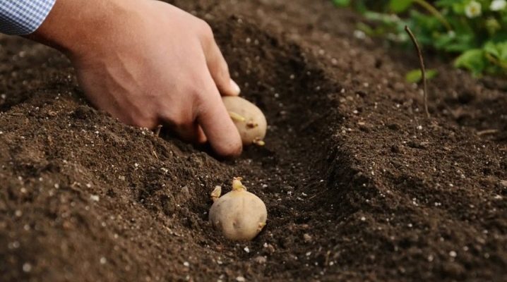 Bude pokuta za sázení a pěstování brambor na mém webu?