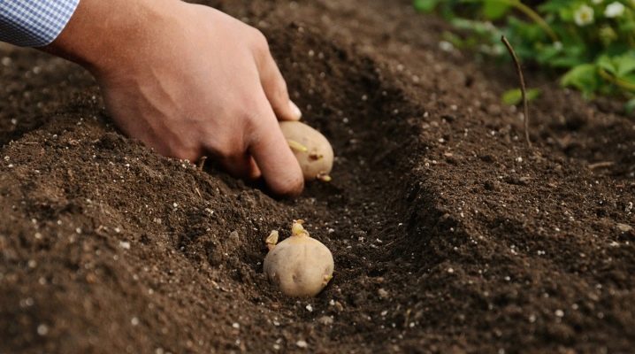 Jak správně zasadit brambory – načasování a schémata, nestandardní a tradiční metody výsadby