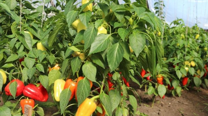 Pěstování paprik doma od nuly: kde začít, jak pěstovat ze semen, video