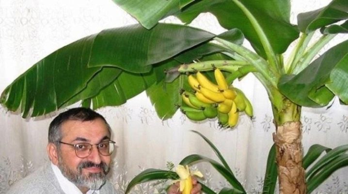 Как Цветет Банан Фото В Природе