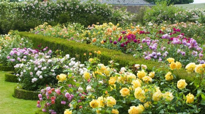 Jak a jak oplodnit růže během období květu v létě: načasování, lidové prostředky
