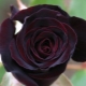 Черные розы: какими они бывают и как сажать такие цветы?
