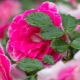 Французские розы: описание, сорта и их выращивание 