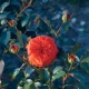 Характеристика и выращивание сорта роз «Салита»