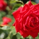 Красные розы: сорта и правила ухода