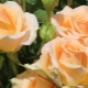 Кремовые розы: описание сортов и использование в ландшафтном дизайне