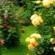 Кустовые розы: сорта и правила ухода