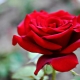 Лучшие сорта роз для Подмосковья: характеристики, советы по выбору и уходу
