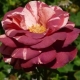 Описание и выращивание роз сорта «Брауни»