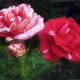 Описание канадских парковых роз, их сорта и советы по уходу