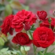 Особенности и выращивание роз сорта «Нина Вейбул»