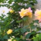 Плетистая роза "Клайминг ": разновидности сорта и их особенности 
