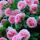 Плетистая роза «Пьер де Ронсар»: описание сорта, особенности посадки и ухода
