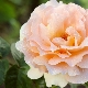 Плетистая роза «Полька»: описание сорта, особенности посадки и ухода