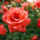Разновидности и описание ремонтантных роз