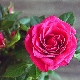 Роза «Кордана»: описание и рекомендации по выращиванию