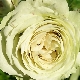 Зеленые розы: особенности и описание сортов