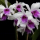 Белый налет на орхидеях: что это такое и чем лечить?