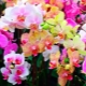 Что делать, если у орхидеи засох цветонос?