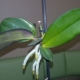 Детка орхидеи: что такое и как ее отсадить в домашних условиях?