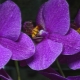 Фиолетовые орхидеи: виды и уход