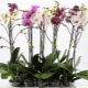 Как бороться с тлей на орхидеях в домашних условиях?