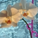 Как поливать орхидею зимой?