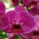 Как посадить орхидею?