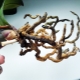 Как реанимировать орхидею, если сгнили корни?