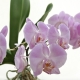 Как вырастить орхидею из семян?