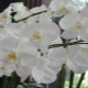 Королевские орхидеи: среда обитания, виды и выращивание