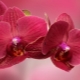 Красные орхидеи: сорта с описанием и уход