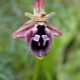 Необычные орхидеи: особенности и сорта