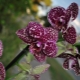 Орхидеи «Дикий кот»: особенности, правила выращивания