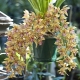 Орхидеи из Вьетнама: особенности и уход