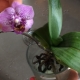 Орхидеи в воде: особенности выращивания