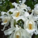 Орхидея целогина: виды с описанием и правила ухода