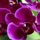 Орхидея фаленопсис: особенности и уход в домашних условиях