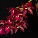 Орхидея катасетум: описание и уход