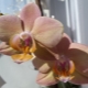 Орхидея «Легато»: описание и уход