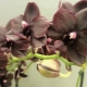 Орхидея мультифлора: описание и уход