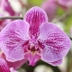 Орхидея «Сого»: описание, особенности цветения и уход