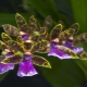 Орхидея зигопеталум: описание и уход в домашних условиях