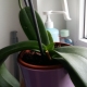 Почему не цветет орхидея в домашних условиях и что с этим делать?