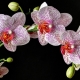 Подкормка орхидей во время цветения