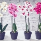 Подсветка для орхидей: виды и правила выбора