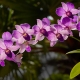 Тайские орхидеи: особенности и виды