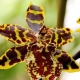 Тигровая орхидея: описание и уход