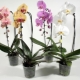 Трипсы на орхидеях: как с ними бороться?