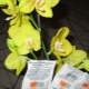 Янтарная кислота для орхидей: особенности, правила приготовления и использования